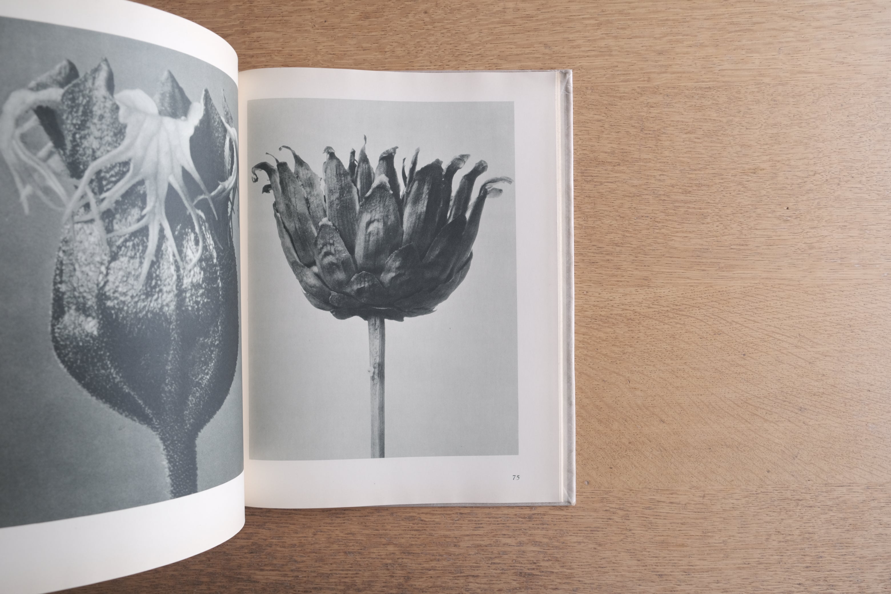Urformen der Kunst 芸術の原型|Karl Blossfeldt カール・ブロスフェルト 写真集 1941年版