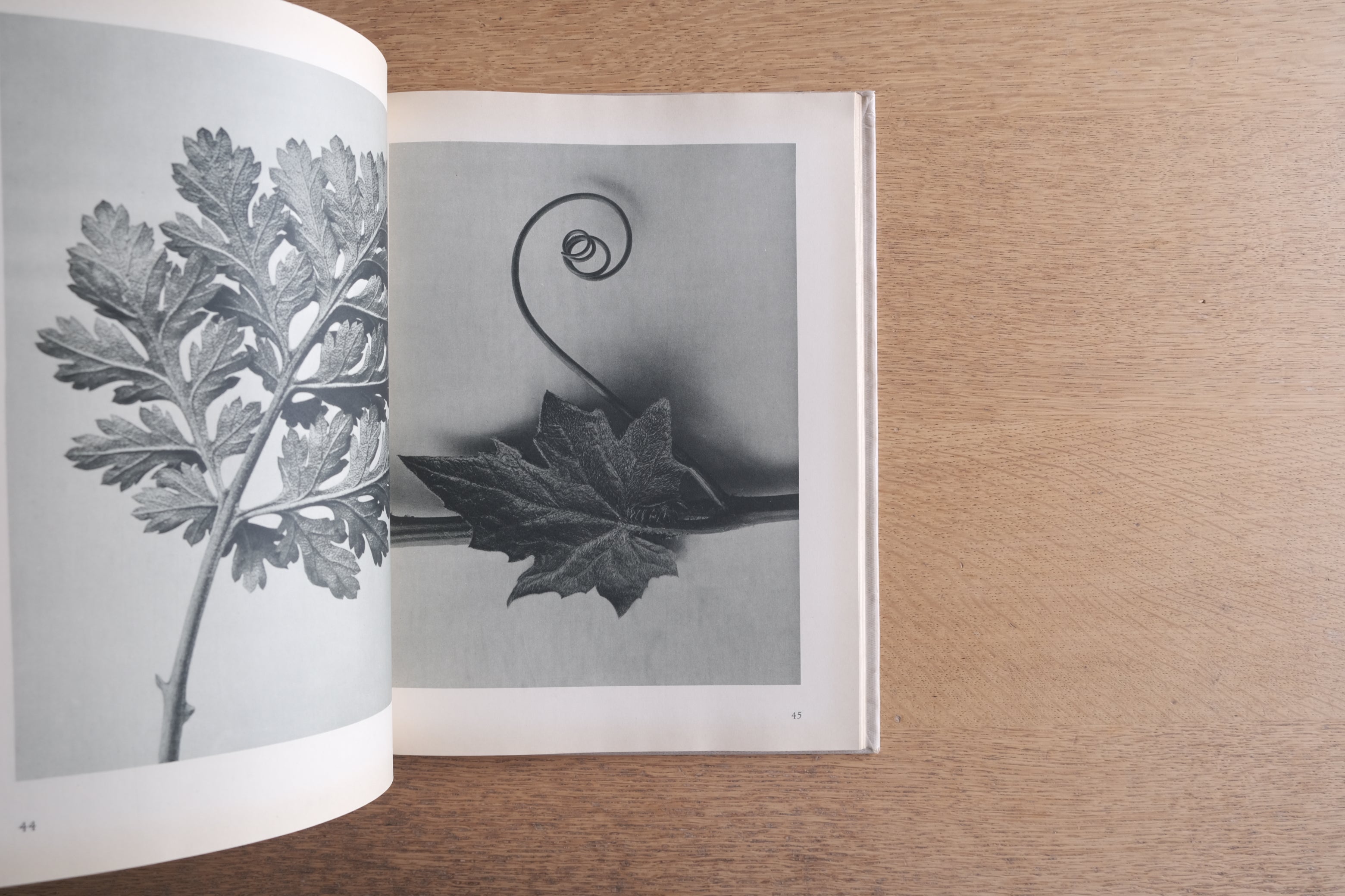 Urformen der Kunst 芸術の原型|Karl Blossfeldt カール・ブロスフェルト 写真集 1941年版