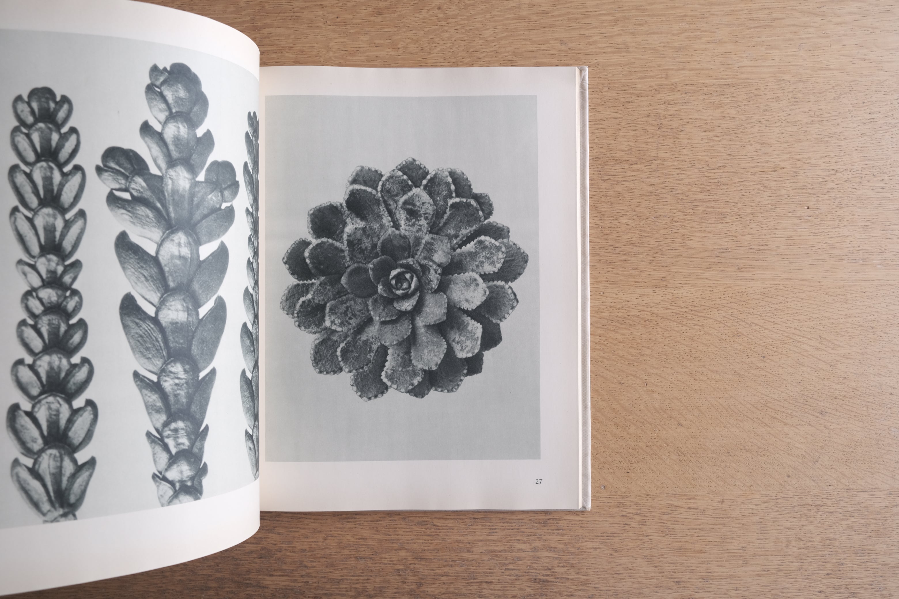 Urformen der Kunst 芸術の原型|Karl Blossfeldt カール・ブロスフェルト 写真集 1941年版