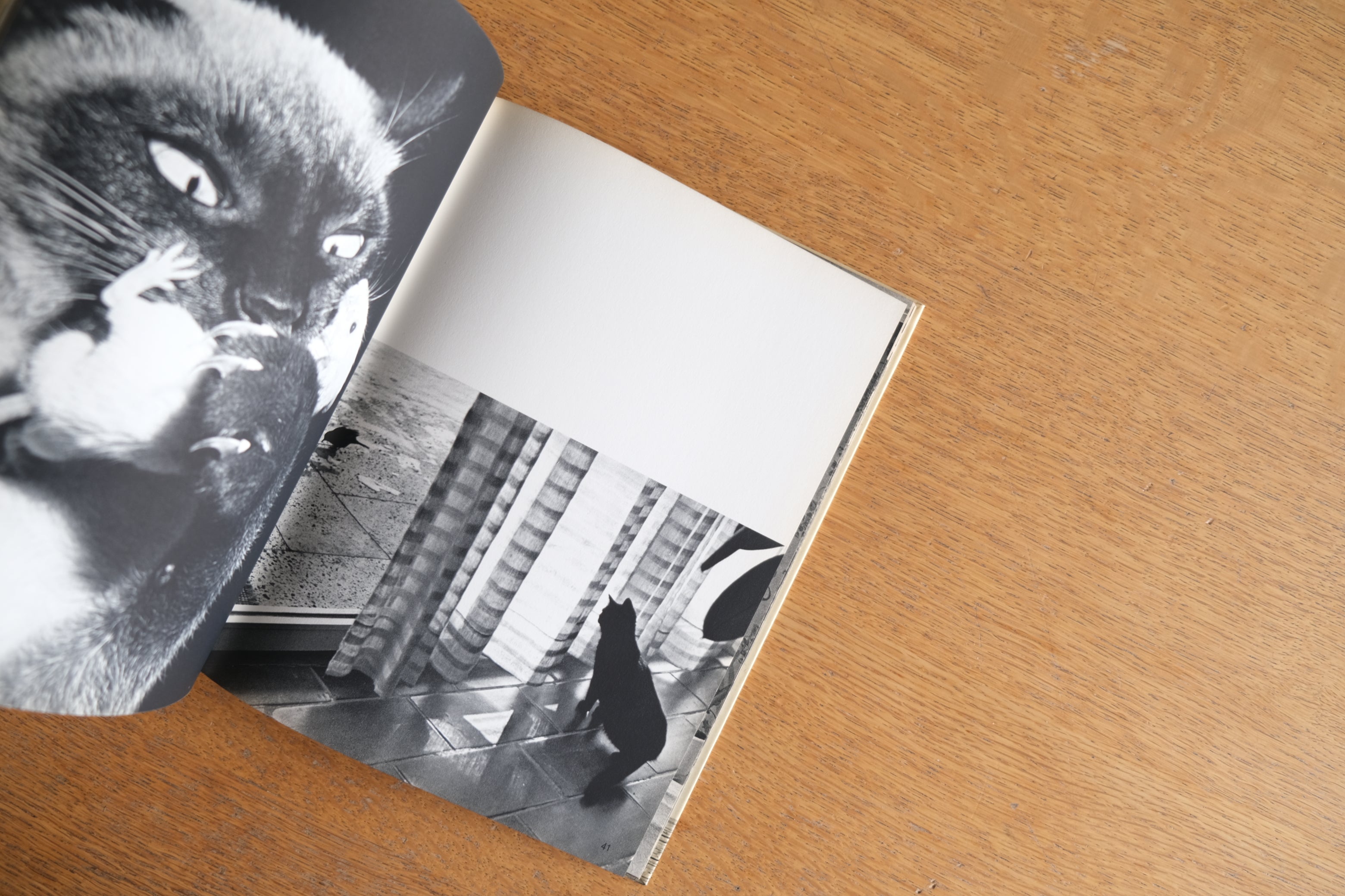 CATS|Hanns Reich 編・Eugen Skasa-Weiss 著|21人の写真家による猫写真集|1965年・Hill and Wang刊