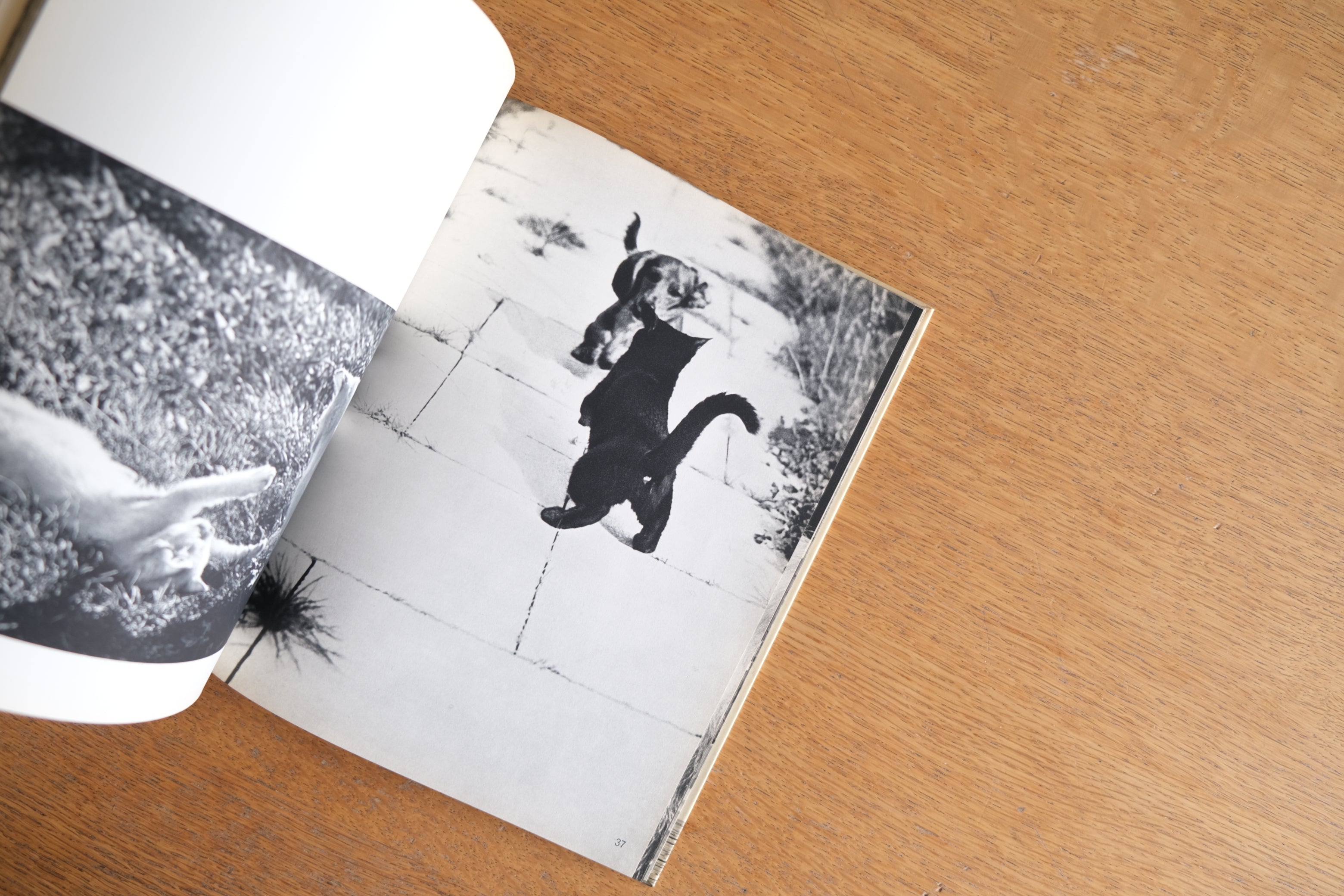 CATS|Hanns Reich 編・Eugen Skasa-Weiss 著|21人の写真家による猫写真集|1965年・Hill and Wang刊
