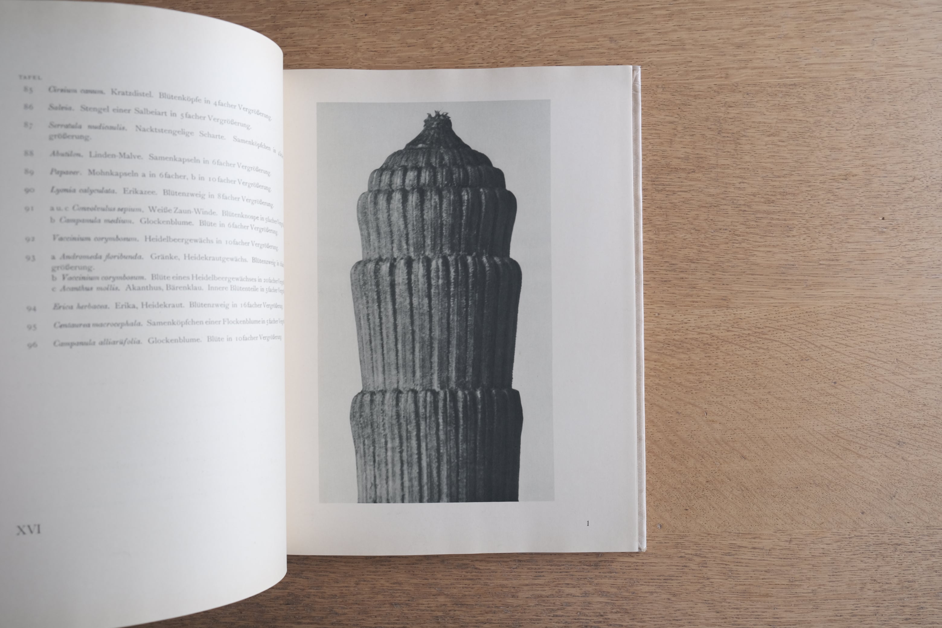 Urformen der Kunst 芸術の原型｜Karl Blossfeldt カール・ブロスフェルト 写真集 1941年版