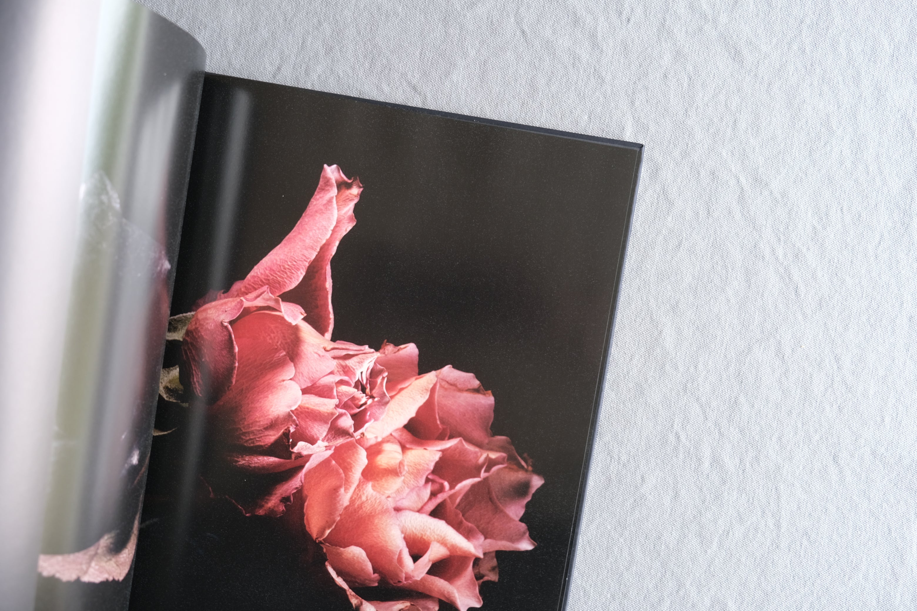 VISIONAIRE 40: Roses David Sims｜デヴィッド・シムズ バラ写真集 2003年