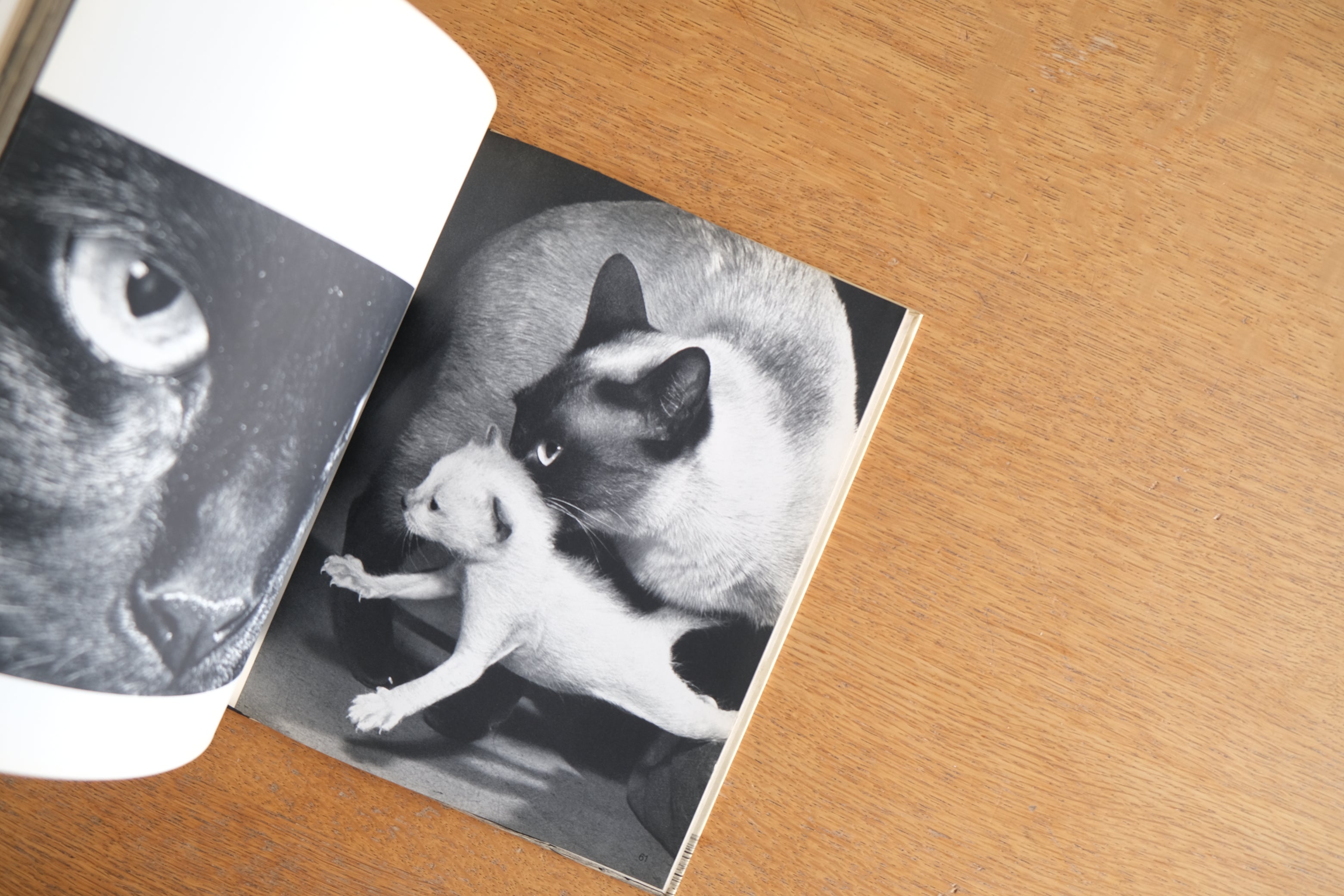 CATS HANNS REICH 21人のフォトグラファーによる猫の写真を集めた作品集