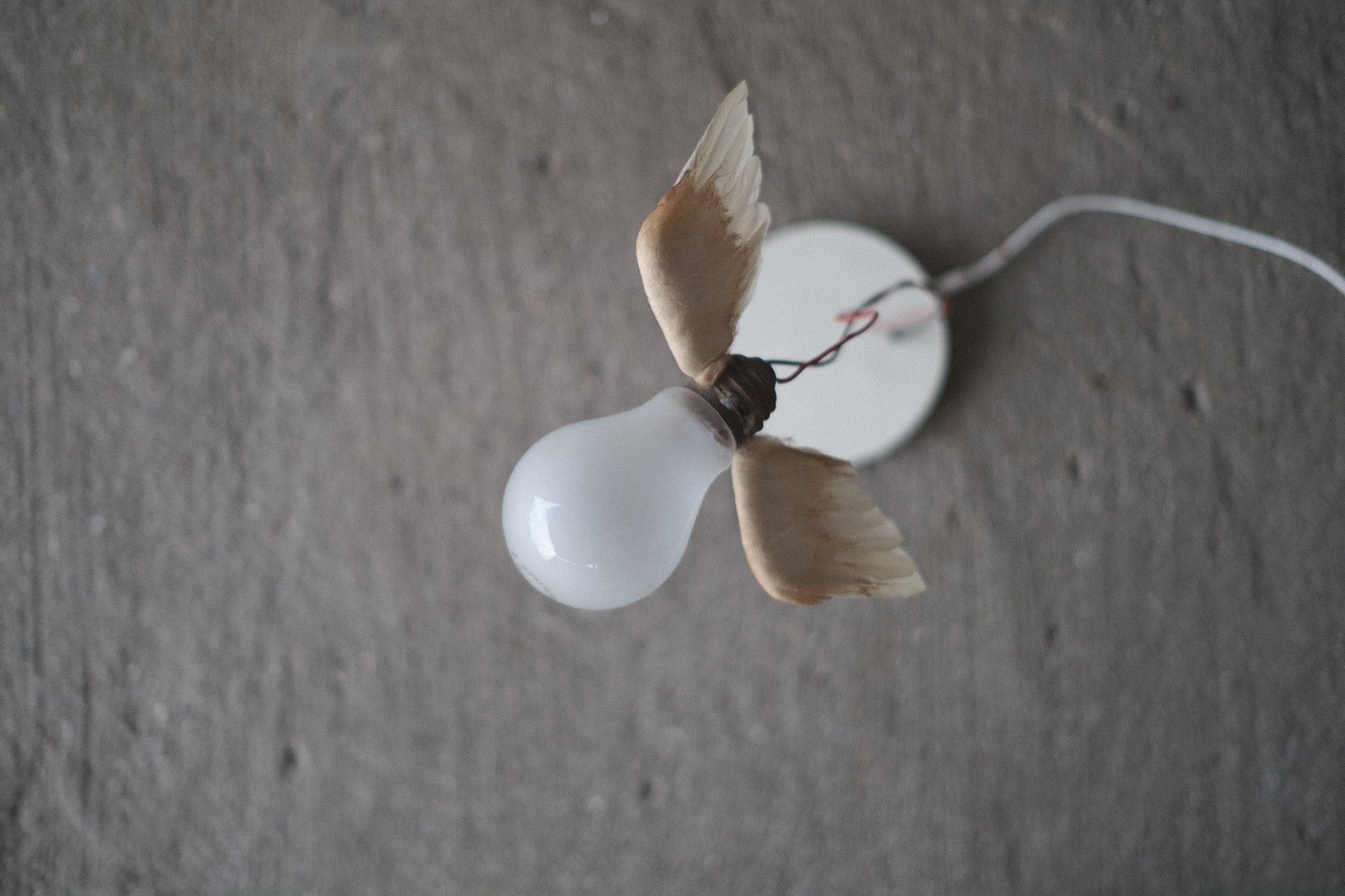 インゴマウラー ルーチェリーノ ランプ 中古照明 羽のアート スタジオノイ INGO MAURER Lucellino Lamp Studio NOI