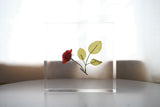 【希少】倉俣史朗 薔薇の封印 ミスブランチ 椅子 Shiro Kuramata Sealing of rose